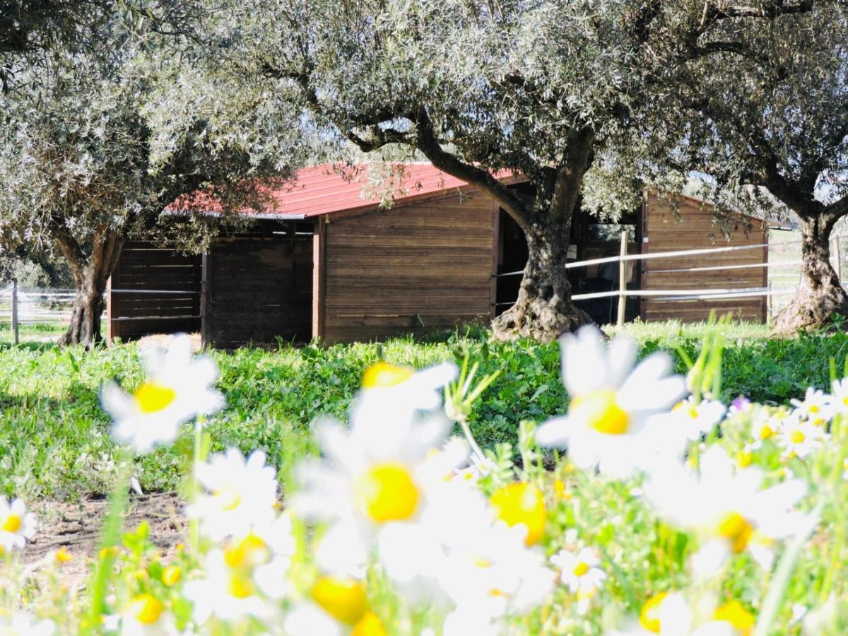 Nogueira Country House Guest House Fundao Luaran gambar